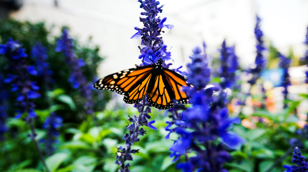 campus_butterfly